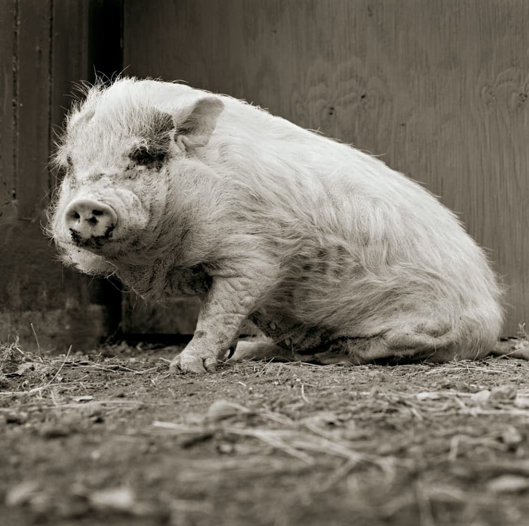 Libro: Allowed to Grow Old: Portraits of Elderly Animals from Farm Sanctuaries escrito por Isa Leshko